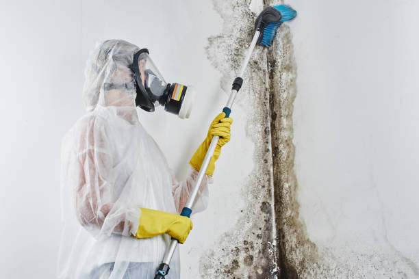 Best Water Damage & Mold Remediation  in Rmichael, CA